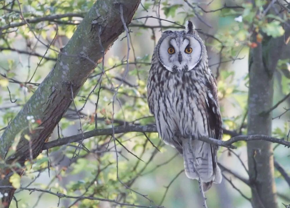 Uil in de bomen rond het Zomerdel in Geestmerambacht